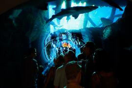 Dubai Aquarium Zoo Tour by Instasky Tourism